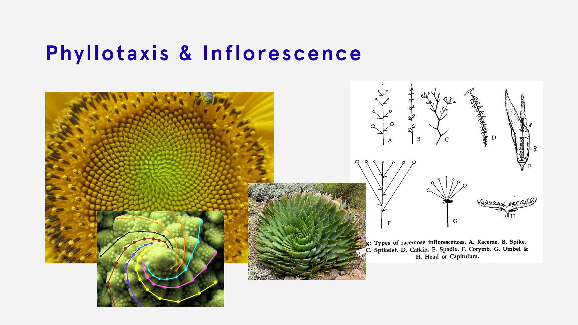 Phyllotaxis